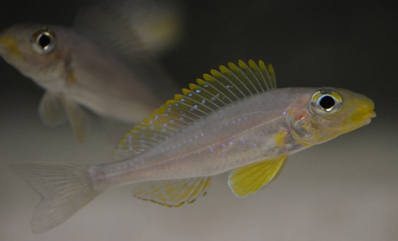 Xenotilapia sp. 'papilio sunflower' Chituta Bay